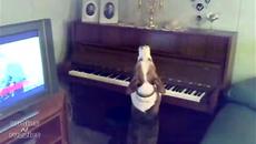 Куче свири на пиано и пее - Videoclip.bg