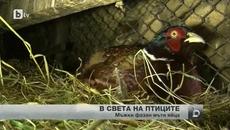 Мъжкият Фазан мъти а Женската се забавлява - Videoclip.bg