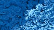 Bon Jovi - Bed Of Roses + Превод (g&m for ever) - Videoclip.bg