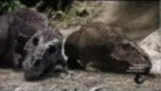 Mary Anning / Мери Анинг Доказа - Динозаврите съществуват!!!Dinosaur Revolution - Videoclip.bg