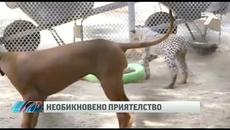 Куче и гепард – първи приятели - Videoclip.bg