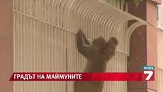 В Ню Делхи имитират маймуни, за да гонят маймуни - Videoclip.bg