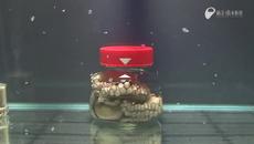 Октопод интелигентно се измъква от затворен буркан ,експеримент - Videoclip.bg