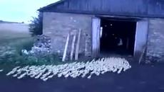 Най-щурите патета - Строй се в една редица!... - Videoclip.bg