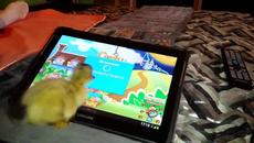 Две малки патета играят на Ipad! - Videoclip.bg