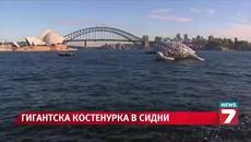 Плуваща Скулптура - Гигантска надуваема костенурка на изложба в Сидни - Videoclip.bg