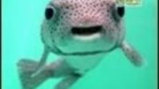 Говорещите Животни на Купон / Funny Talking Animals - Videoclip.bg