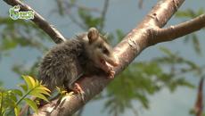 Говорещите Животни на Купон / Funny Talking Animals - Videoclip.bg