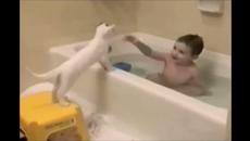 Топ 5 Забавно видео с котки ... Много смях - Videoclip.bg