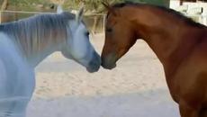 Enigma - Return To Innocence - Videoclip.bg