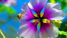 Красива Любов! Betty Love - Repulj tovab - Videoclip.bg