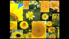 ЦВЕТНА КРАСОТА... - Videoclip.bg