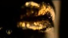 Golden Girl | Златното Момиче - Videoclip.bg