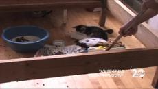 Съдби на кръстопът / 30.09.2014 - Децата гладни,котките сити! - Videoclip.bg