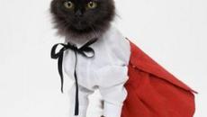 Сладурски Котета ..Рицари - Assassin's Kittens Unity - Videoclip.bg