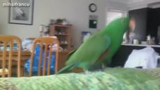 Папагали танцуват под звуците на най-популярните хитове в нета - Videoclip.bg