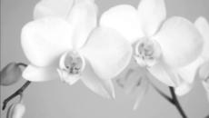 •• I Give Myself Away •• Mike Oldfield •• - Videoclip.bg