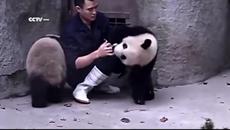 Близначета бебета Панди си играят с доктора и се гушкат - Videoclip.bg