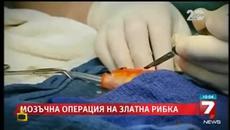 Господари на Ефира (31.10.2014) Невероятно !!!Златната рибка с мозъчна операция - Videoclip.bg