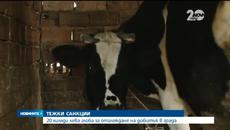 Без Добитък в Града - Санкции слагат край на прасета и кокошки в блока - Videoclip.bg