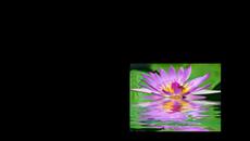 Reflection ...(music by Armik) ... ... - Videoclip.bg