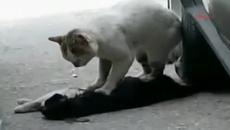 Котка се опитва да съживи мъртвият си приятел, след като е ударен от кола!!! - Videoclip.bg