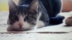 Танца на една котка Wiggle,wiggle - Videoclip.bg