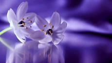 Аз Ви давам тази красота ... (music Daveed) ... - Videoclip.bg