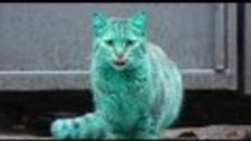 Зелената Котка от България!!! The Green Cats Who Walk The Streets Of Varna, Bulgaria - Videoclip.bg