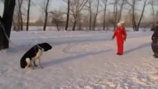 Яка Тренировка на куче В Русия - да защити стопанката си от нападение без колебание! - Videoclip.bg