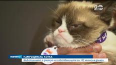Котка направи стопанката си милионер - Videoclip.bg