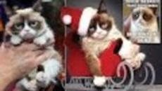 Котка направи стопанката си милионер Grumpy Cat £64million - Videoclip.bg