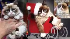 Котка направи стопанката си милионер Grumpy Cat £64million - Videoclip.bg