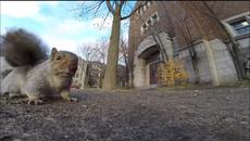 Голям Куриоз! Катерица да открадне скритата камера - Videoclip.bg