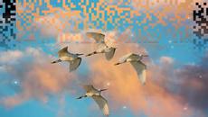 Еarly birds... ...(music Eldar Mansurov)... ... - Videoclip.bg