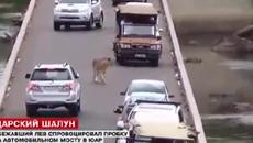 Шокиращо Видео! Избягал от зоопарка лъв блокира движението в Кейптаун, Юар - Videoclip.bg