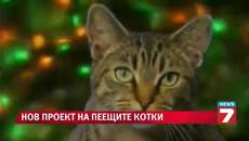 Пеещите котки с коледен - Videoclip.bg