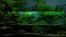 Най-Прекрасните подводни картини (underwater landscapes) - Videoclip.bg