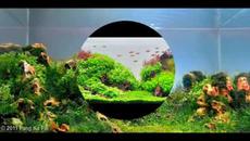 Прекрасен подводнен свят (underwater landscapes) - Videoclip.bg
