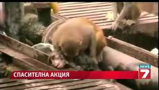Уникално! Маймуна спасява друга маймуна - Videoclip.bg