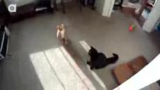 Catnip Bubbles! - Videoclip.bg