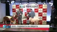 2015-та година – година на овцата - Videoclip.bg