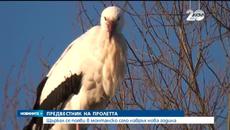Щъркел се появи в монтанско село навръх Нова година - Videoclip.bg