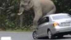 Видео с ядосаният слон - Angry Elephant Crushes Thai Tourist's Car !!! - Videoclip.bg