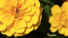 Красиви жълти тагетеси Патула - Videoclip.bg