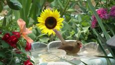 "Турски марш" из Волфганг Амадеус Моцарт - Videoclip.bg