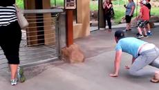 Мъж се забавлява с лъвове в зоопарк! - Videoclip.bg