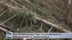 Над 50 000 декара гори са унищожени от обледяването в Северозапада - Videoclip.bg