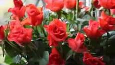 Lara Fabian - Everything I Am - Videoclip.bg