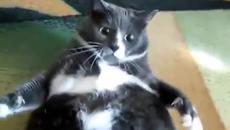 Котка се сърди - Videoclip.bg